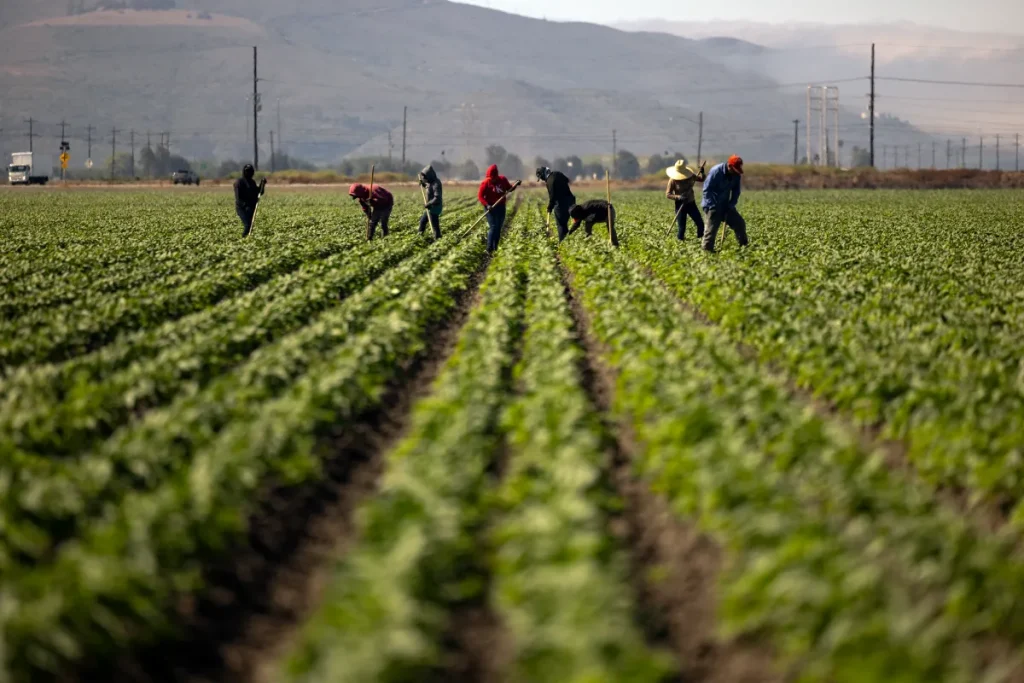 ‘No Amnesty’ Calls Grow Over Bill To Aid Immigrant Farm Workers
