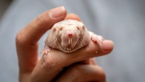 Naked mole-rat queens rule their colonies with a potent odor