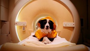Sad or afraid? Dogs may be able to read your face