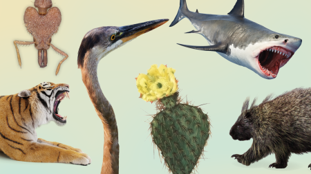Spikes, claws and stingers have no single best shape
