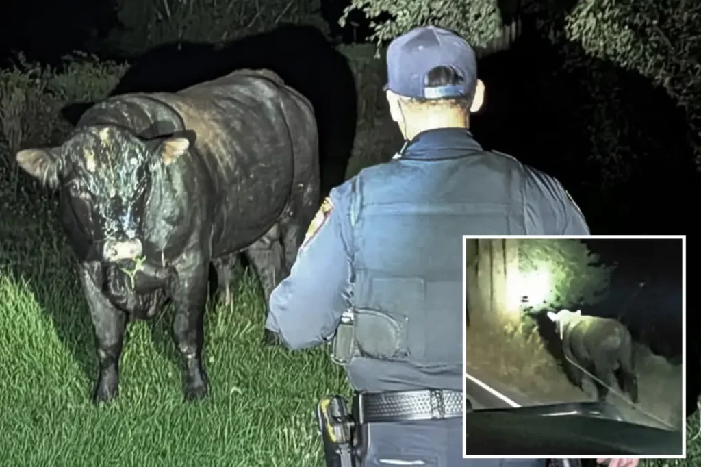 Runaway bull sparks wild California highway chase — until a cowboy comes to the rescue