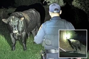 Runaway bull sparks wild California highway chase — until a cowboy comes to the rescue