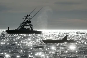 NASA Sees Early Signs El Niño Could Impact US Fish Supply