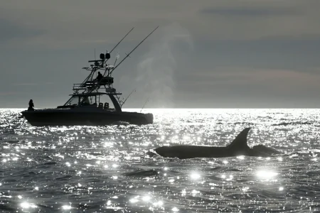 NASA Sees Early Signs El Niño Could Impact US Fish Supply