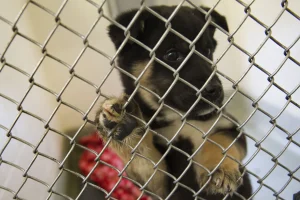 Thousands of Dogs, Cats at Risk of Euthanasia Over Screwworm Threat
