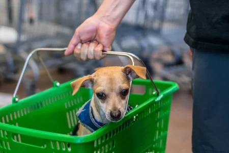 Map Shows 11 States Where Dog Food Recalled Over Salmonella Risk