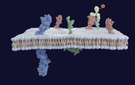 InduPro raises $77M, begins first human trial of cancer drug