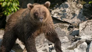 Alaska runner hospitalized after using bear spray to fight off brown bear on Alaska trail