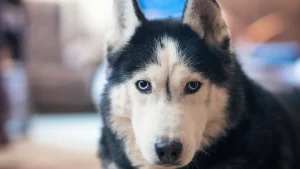 Deadliest animal in every US state revealed, from moose and bears to dogs