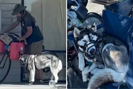 ‘Sweetie’ the husky rescued from alleged abuse after being dragged behind bike by homeless man