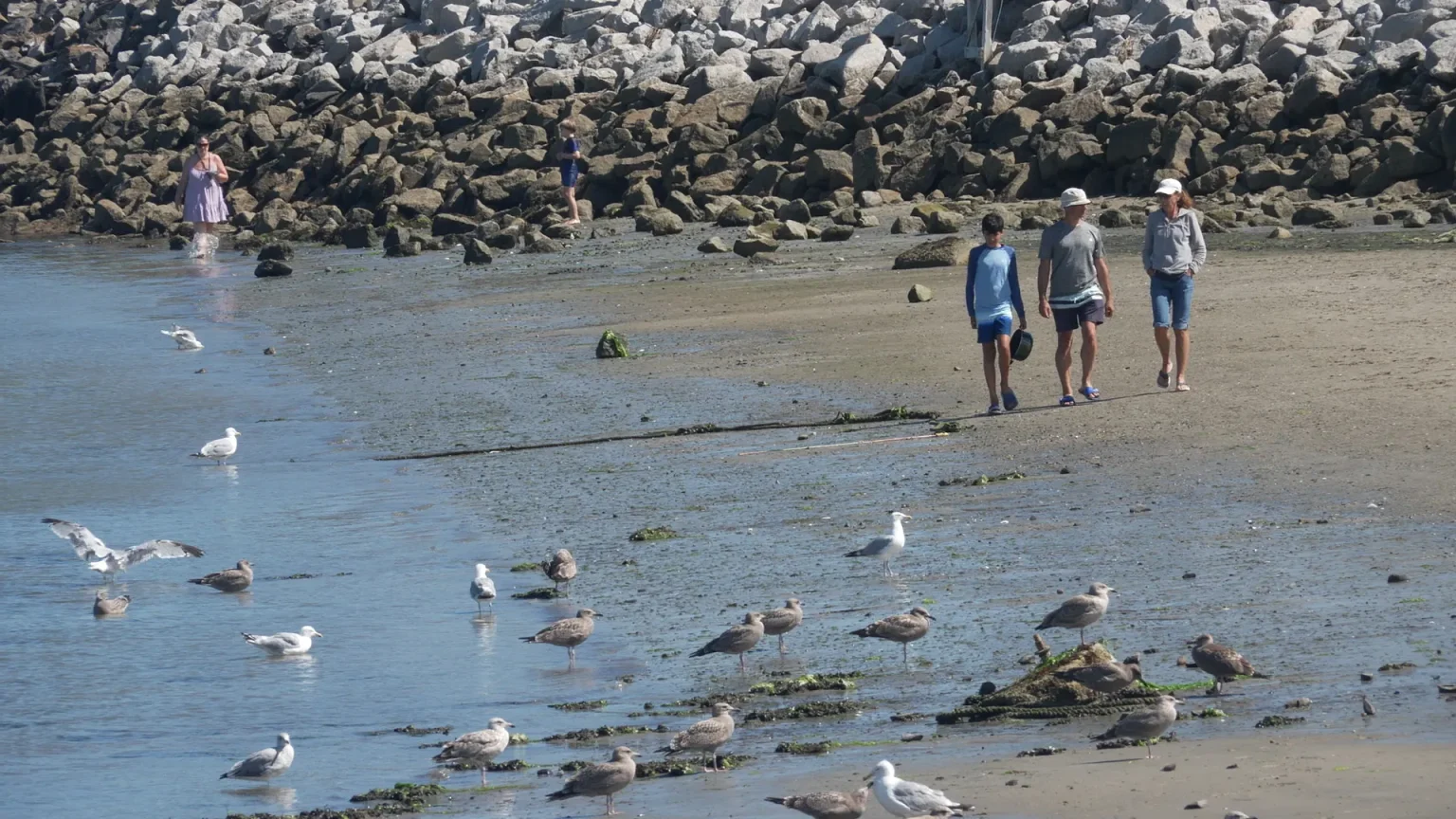 Shark sightings surge along southern Maine coast as experts explain what’s driving the spike