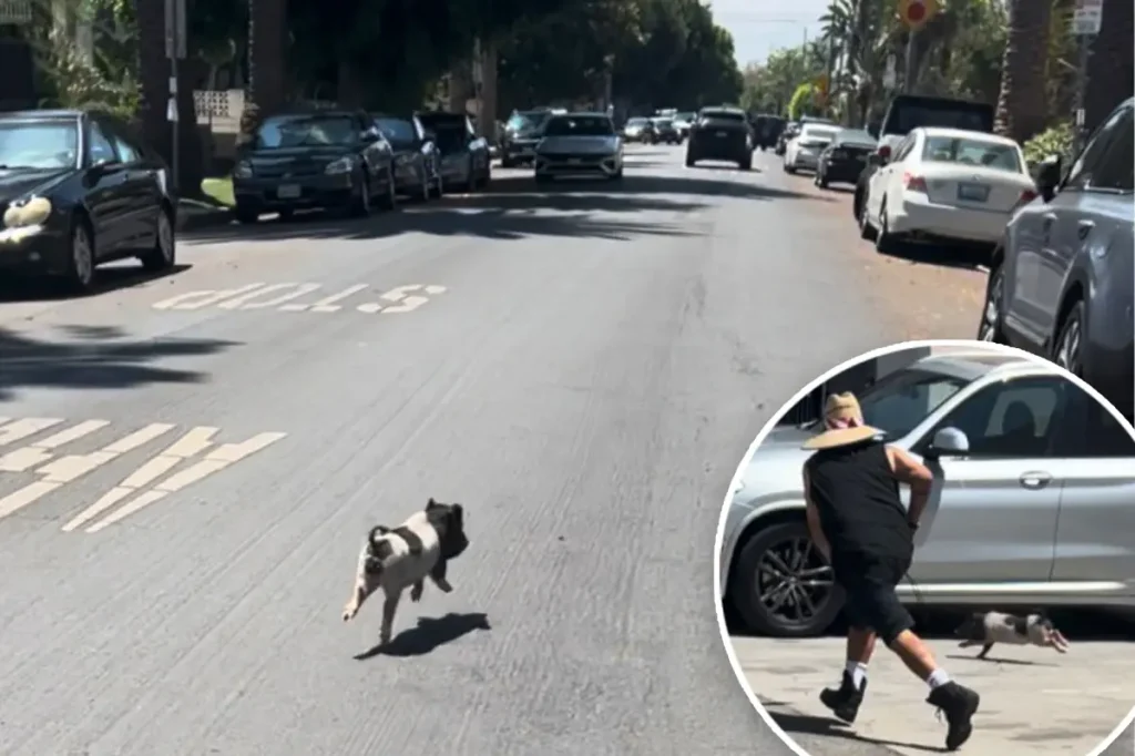 Video shows adorable, tiny pig running wild in West Hollywood, living its best life and LA is obsessed