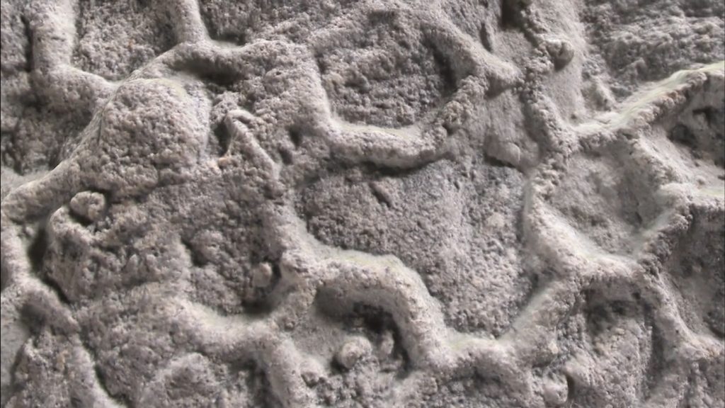 What’s behind ‘one of paleontology’s most enduring enigmas’?