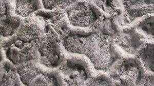 What’s behind ‘one of paleontology’s most enduring enigmas’?