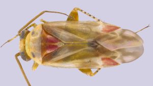 Meet Swiftiephylus, an Australian bug named after Taylor Swift