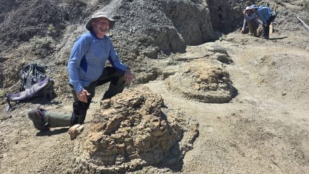 First series of adult T. rex footprints hints at its walking speed
