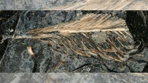Fossilized dinosaur poop hints at why an ancient bird went extinct