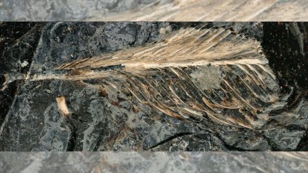 Fossilized dinosaur poop hints at why an ancient bird went extinct