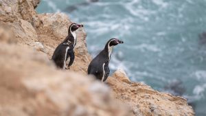 Peru’s penguins are on the brink. A super El Niño could make it worse.