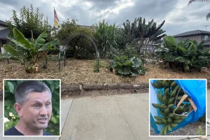 Exclusive | California man slams city after being fined for growing food at home: ‘I don’t trust the system’