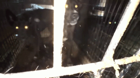 California animal rescue operator charged with felonies for alleged ‘inhumane and unsanitary conditions’