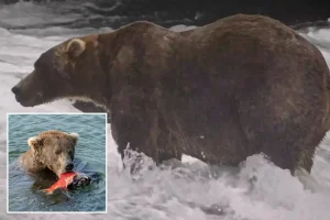 Gentle giant Backpack declared winner of Alaska’s Fat Bear Week