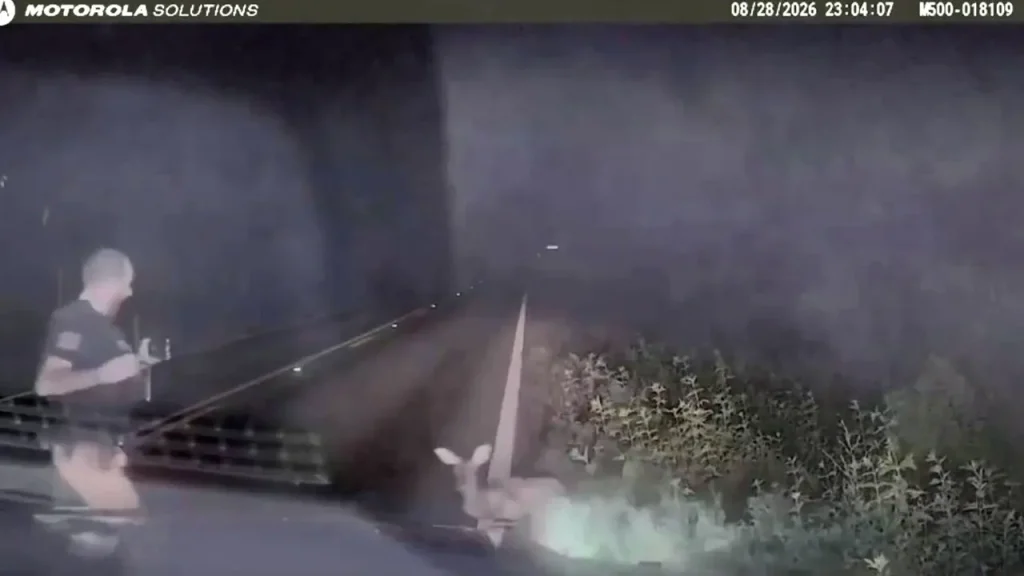 Texas deputy screams and runs after ‘dead’ deer springs to feet in viral encounter