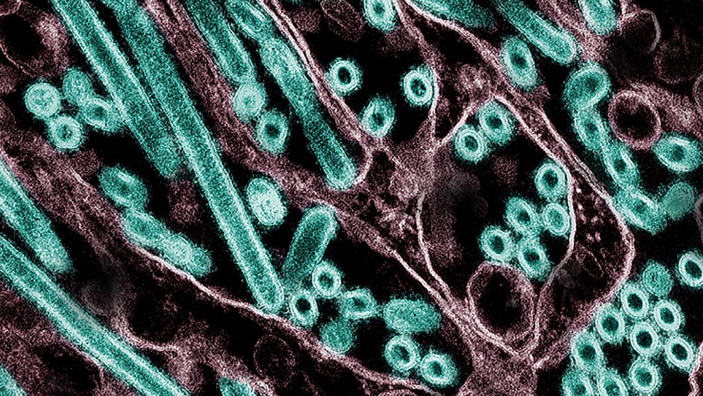 Claude helped a scientist plan potentially risky bird flu research