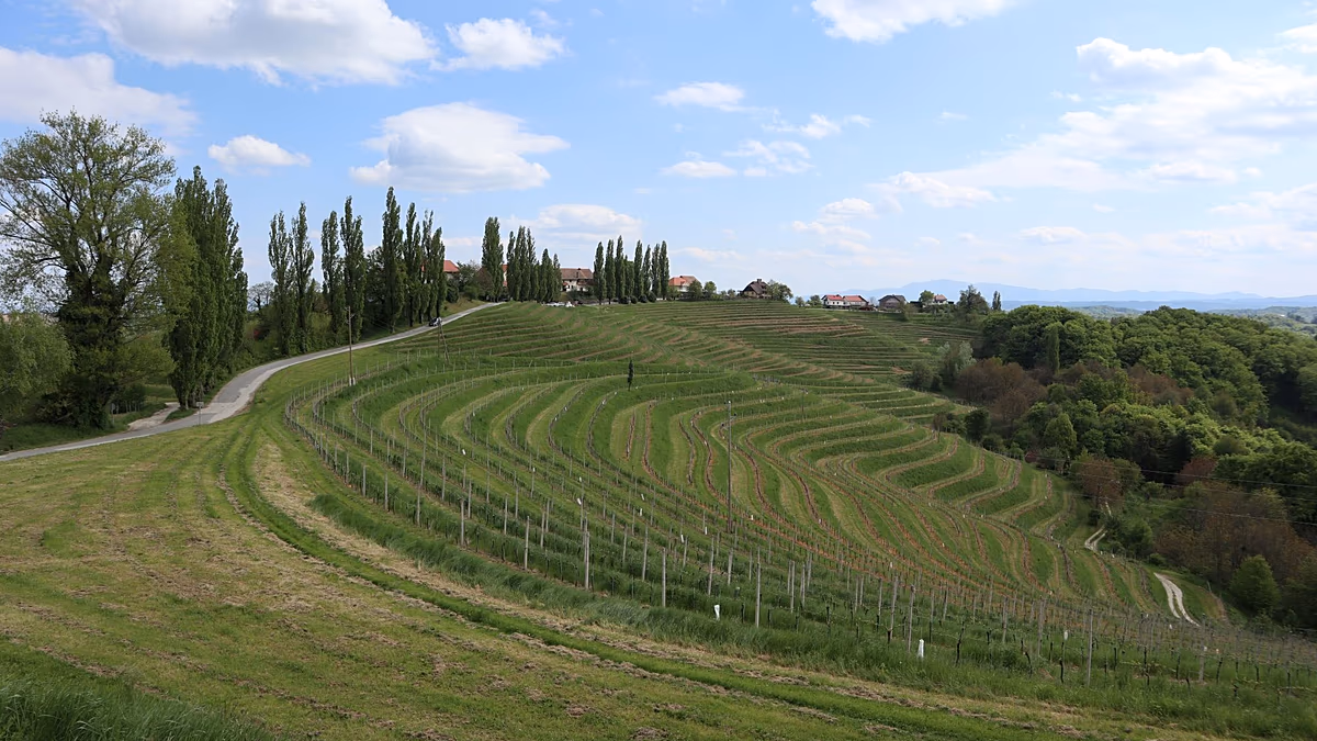 Slovenia is officially home to the best wine region in Europe
