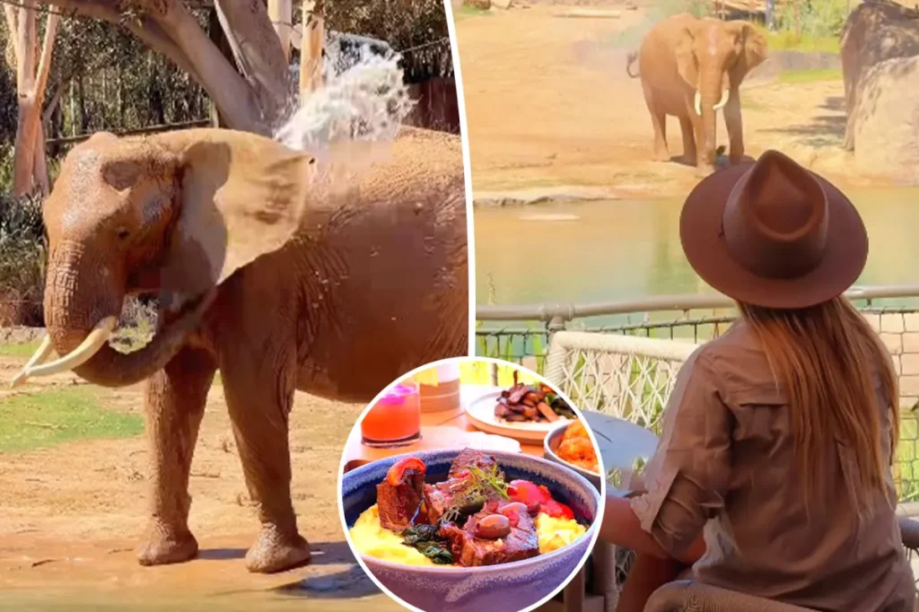You can dine alongside elephants at this new African-inspired restaurant in Escondido