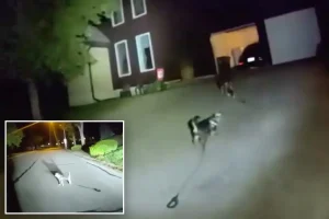 Loyal dog fetches police to help owner who fell at Kansas home