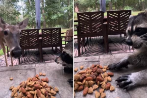 Curious deer learns not to mess with a ‘hangry’ raccoon and its snacks