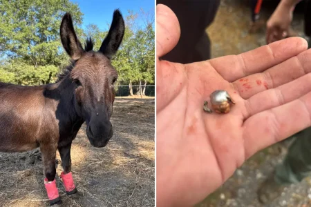 Beloved therapy donkey killed by hunter’s stray bullet — and her owners are outraged