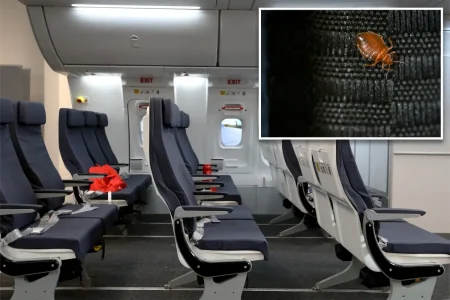 Bedbugs found in plane’s economy seats force Qantas airline to cancel flight