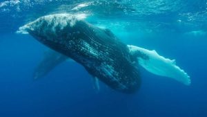Whale Withdraws Massive Amounts from Three Altcoins