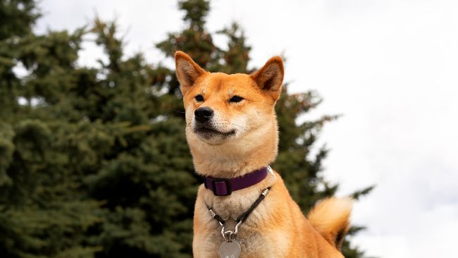 Dogecoin Labs Unifies Product Teams