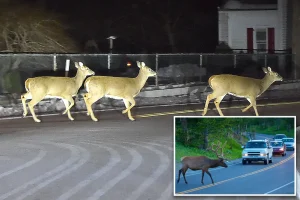NJ drivers warned about an increase in horny deer on the prowl