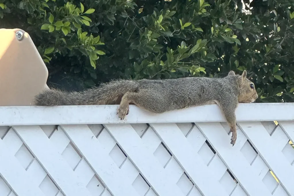 ‘Splooting’ squirrels shoot to viral fame as heatwave cooks LA