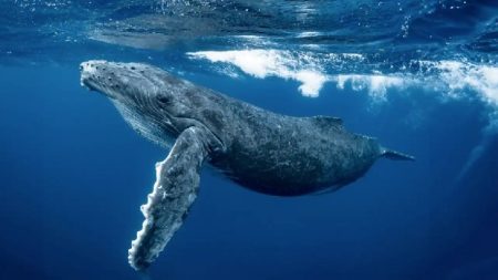 XRP Whales Send Largest Transfers to Binance in Seven Months