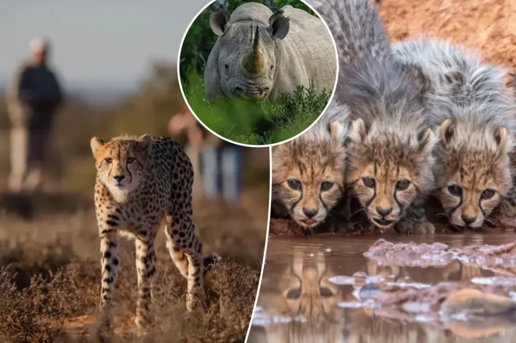 Paw patrol: Inside the only reserve in Africa where you can walk with wild cheetahs